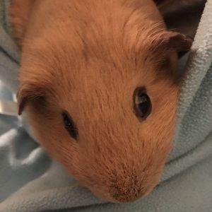 Meet your Posher, Bella